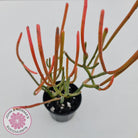 Euphorbia tirucalli 'Fire Sticks'