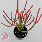 Euphorbia tirucalli 'Fire Sticks'