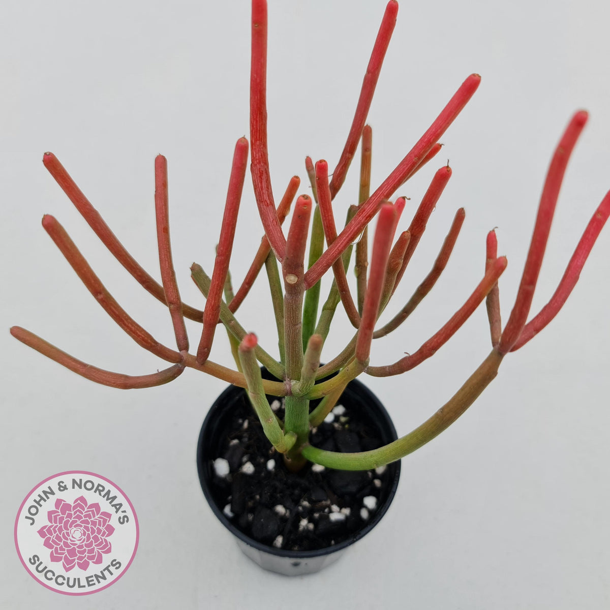 Euphorbia tirucalli 'Fire Sticks'