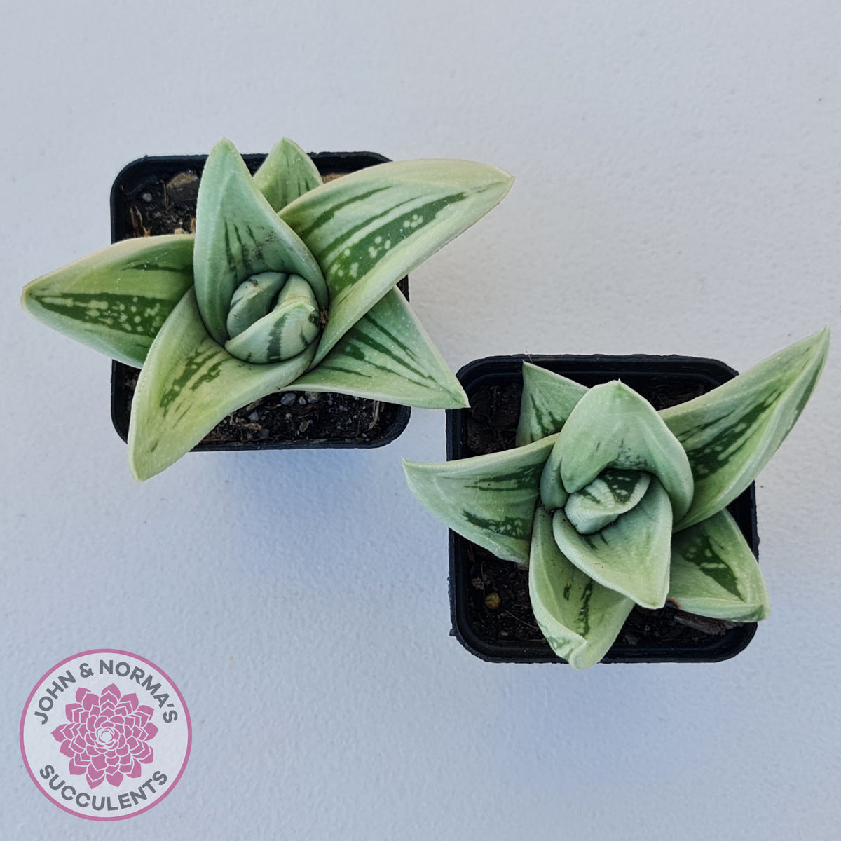 Gasteraloe cv. 'Green Ice'