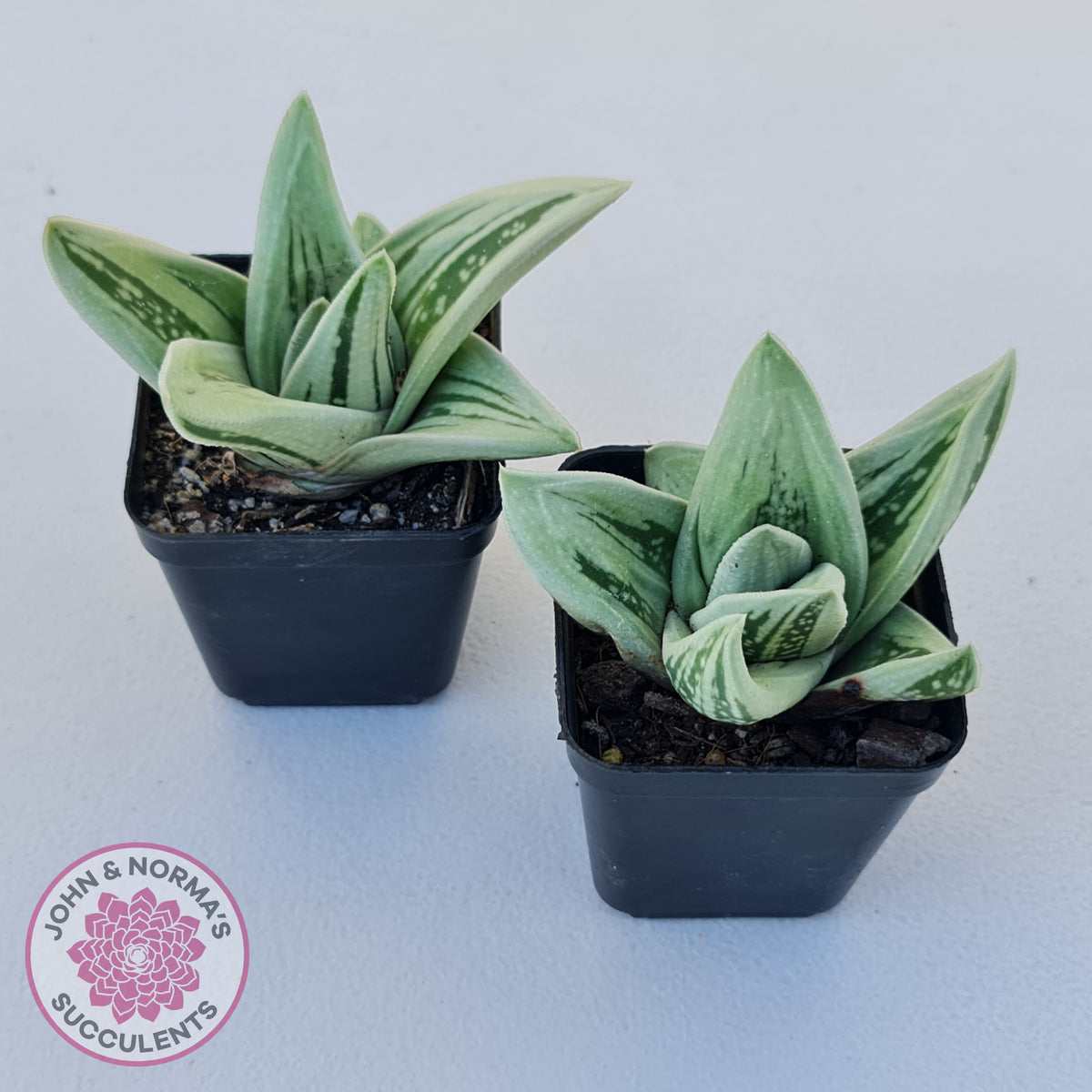 Gasteraloe cv. 'Green Ice'