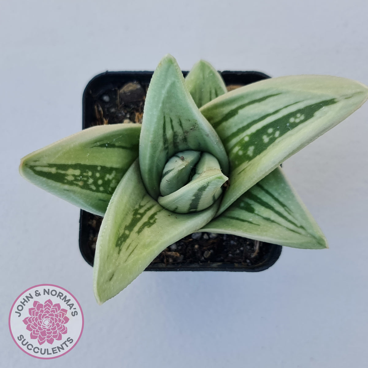 Gasteraloe cv. 'Green Ice'