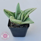 Gasteraloe cv. 'Green Ice'