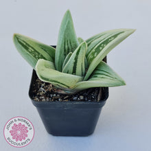 Load image into Gallery viewer, Gasteraloe cv. &#39;Green Ice&#39;
