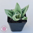 Gasteraloe cv. 'Green Ice'