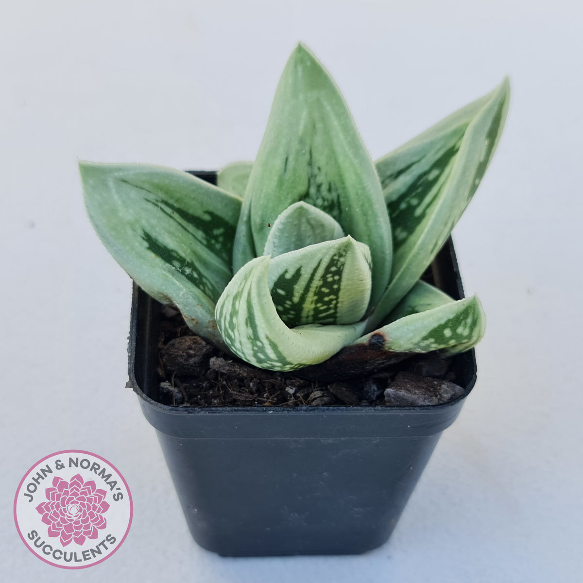 Gasteraloe cv. 'Green Ice'