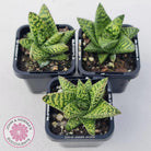 Gasteria Brisbane