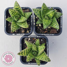 Gasteria Brisbane
