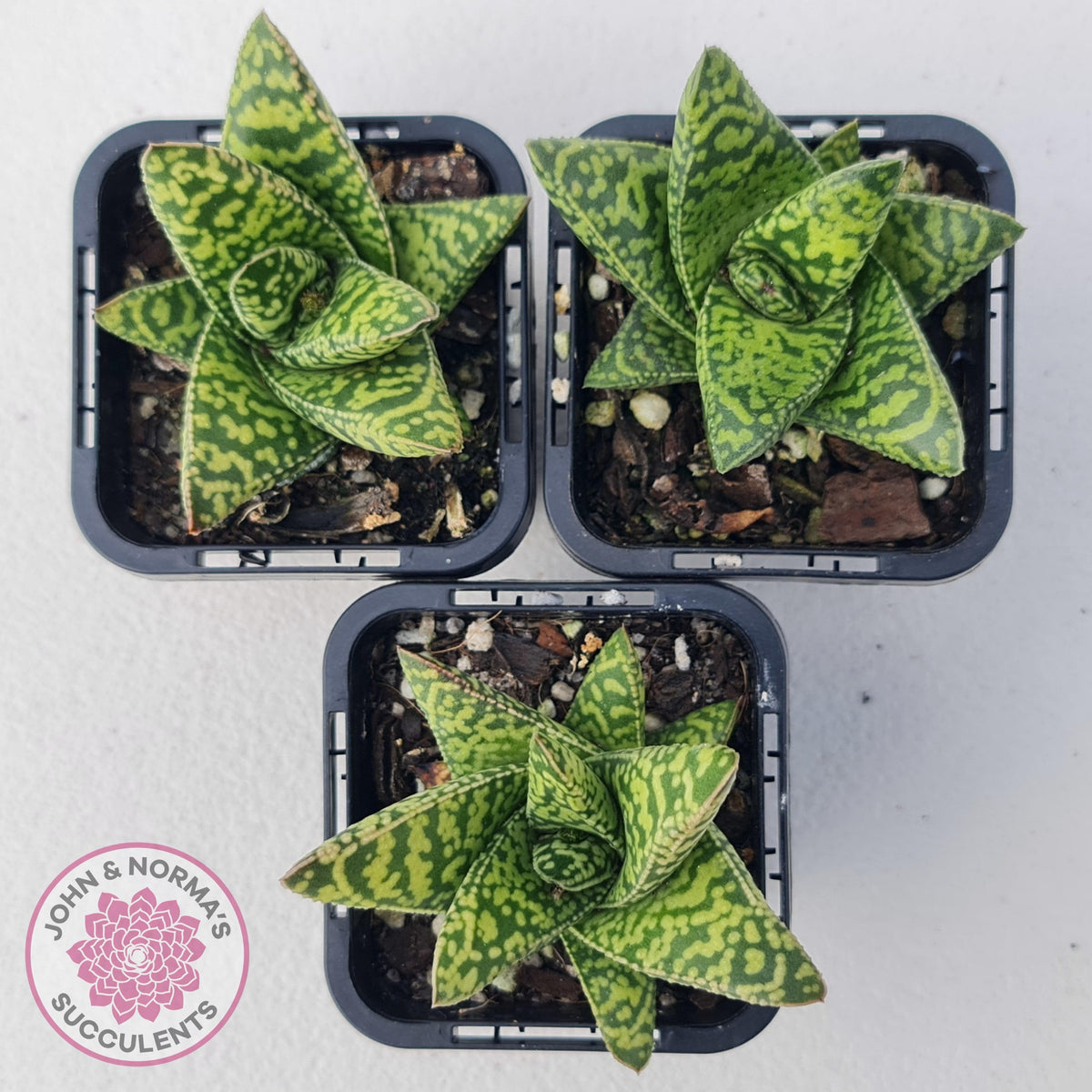 Gasteria Brisbane