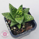 Gasteria Brisbane