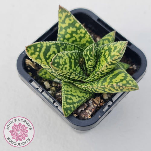 Gasteria Brisbane - John & Norma's Succulents