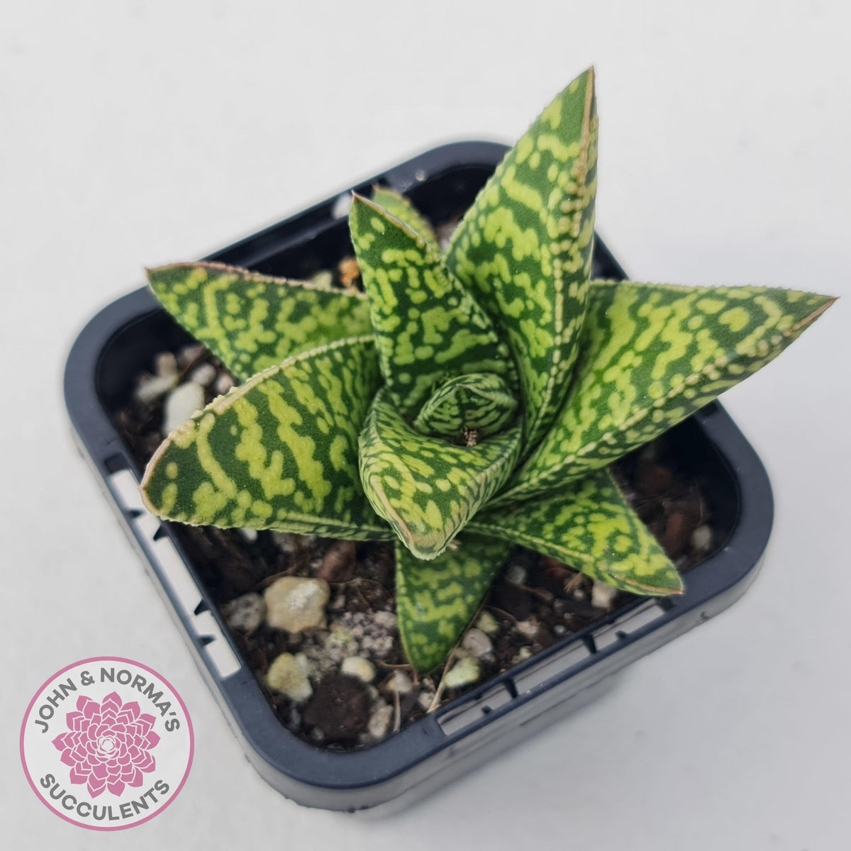 Gasteria Brisbane