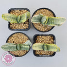 Gasteria Marble Variegata