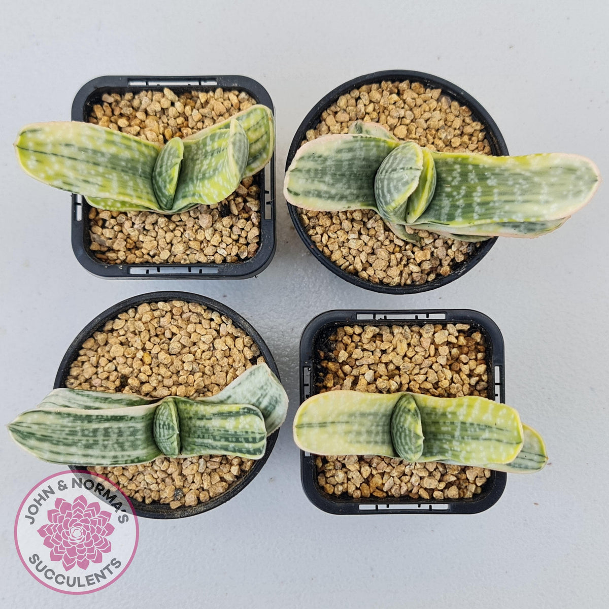 Gasteria Marble Variegata