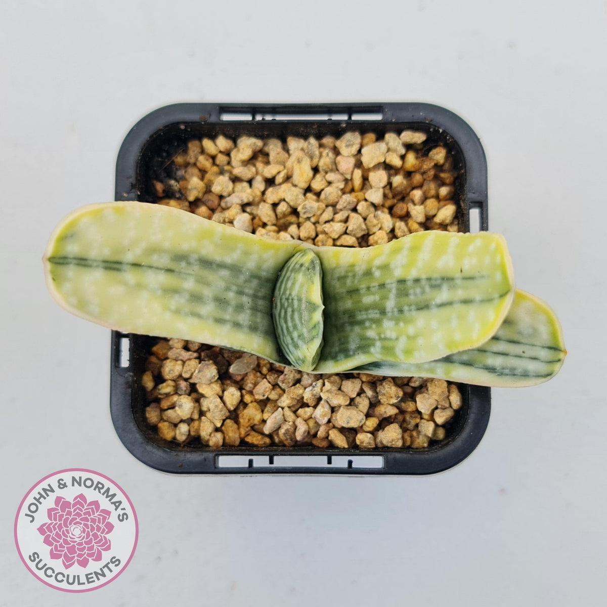 Gasteria Marble Variegata