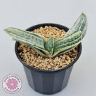 Gasteria Marble Variegata