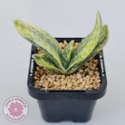 Gasteria Marble Variegata