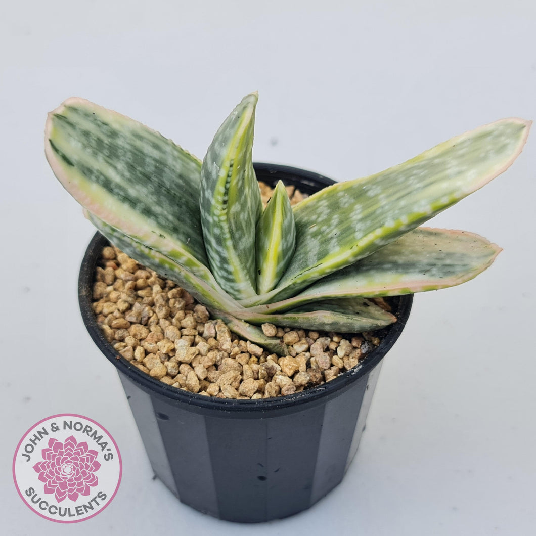 Gasteria Marble Variegata - John & Norma's Succulents Australia