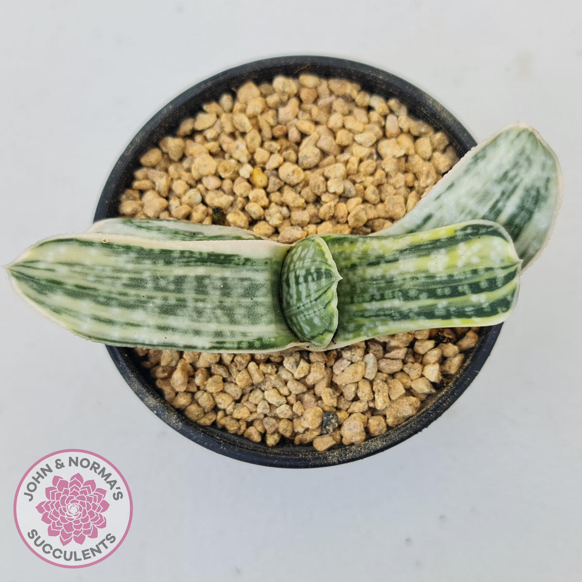 Gasteria Marble Variegata