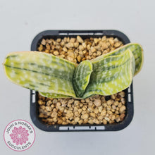 Load image into Gallery viewer, Gasteria Marble Variegata - John &amp; Norma&#39;s Succulents Australia
