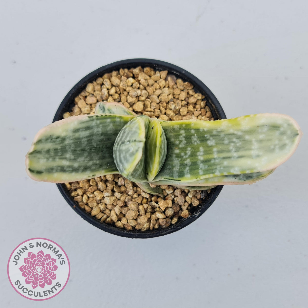 Gasteria Marble Variegata