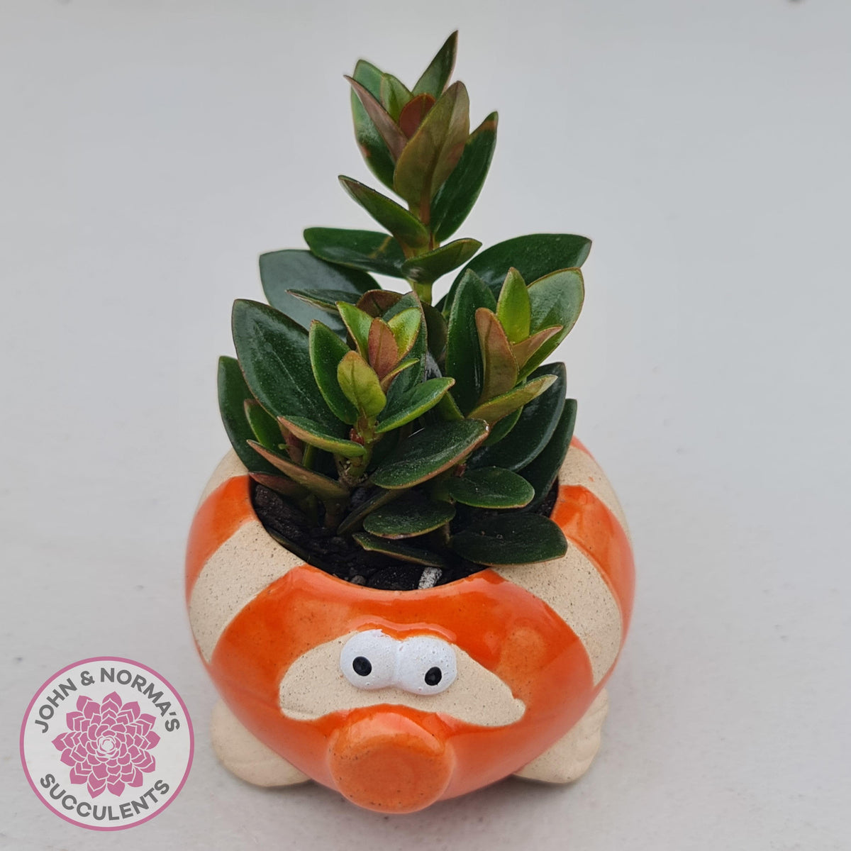 Nematanthus strigillosus 'Goldfish Plant' - 3 x Rooted Cuttings