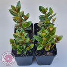 Nematanthus strigillosus 'Goldfish Plant'