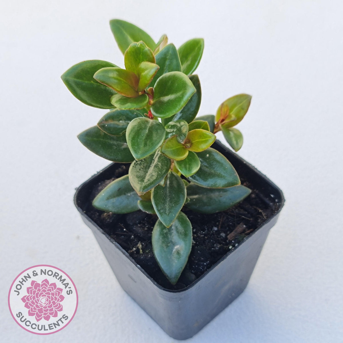 Nematanthus strigillosus 'Goldfish Plant'
