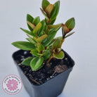 Nematanthus strigillosus 'Goldfish Plant'