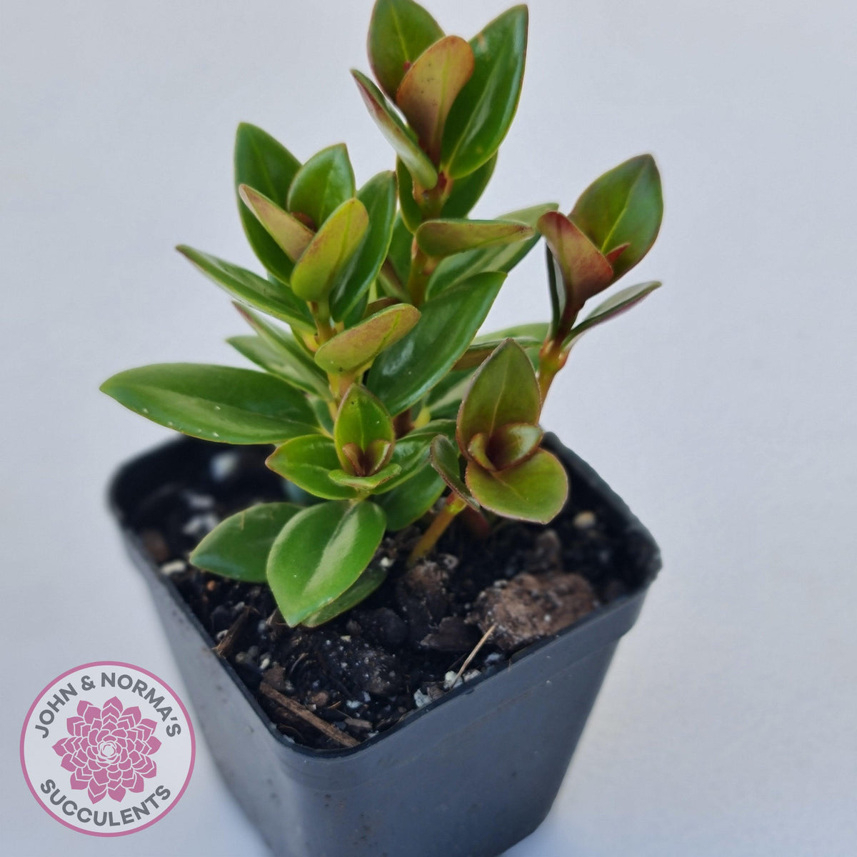Nematanthus strigillosus 'Goldfish Plant'