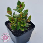 Nematanthus strigillosus 'Goldfish Plant'