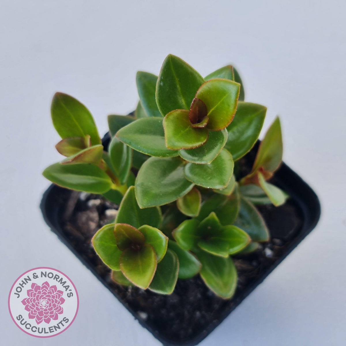Nematanthus strigillosus 'Goldfish Plant'