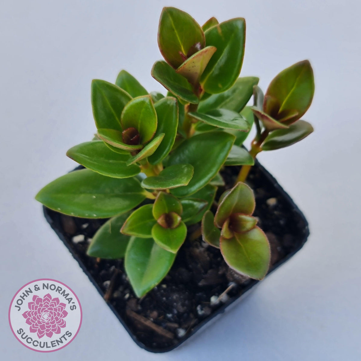 Nematanthus strigillosus 'Goldfish Plant'