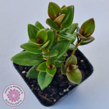 Load image into Gallery viewer, Nematanthus strigillosus &#39;Goldfish Plant&#39; - John &amp; Norma&#39;s Succulents Australia
