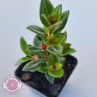 Nematanthus strigillosus 'Goldfish Plant'