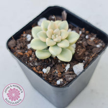 Load image into Gallery viewer, Graptopetalum Mendozae Variegata - John &amp; Norma&#39;s Succulents
