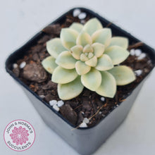 Load image into Gallery viewer, Graptopetalum Mendozae Variegata - John &amp; Norma&#39;s Succulents
