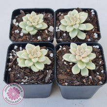 Load image into Gallery viewer, Graptopetalum Mendozae Variegata - John &amp; Norma&#39;s Succulents
