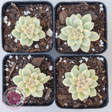 Load image into Gallery viewer, Graptopetalum Mendozae Variegata - John &amp; Norma&#39;s Succulents
