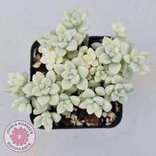 Load image into Gallery viewer, Graptopetalum Mendozae Variegata - John &amp; Norma&#39;s Succulents
