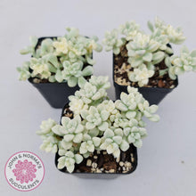 Load image into Gallery viewer, Graptopetalum Mendozae Variegata - John &amp; Norma&#39;s Succulents
