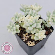 Load image into Gallery viewer, Graptopetalum Mendozae Variegata - John &amp; Norma&#39;s Succulents
