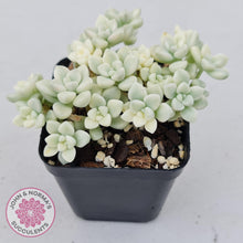 Load image into Gallery viewer, Graptopetalum Mendozae Variegata - John &amp; Norma&#39;s Succulents
