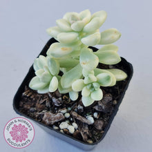 Load image into Gallery viewer, Graptopetalum Mendozae Variegata - John &amp; Norma&#39;s Succulents
