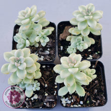 Load image into Gallery viewer, Graptopetalum Mendozae Variegata - John &amp; Norma&#39;s Succulents
