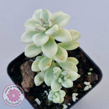 Load image into Gallery viewer, Graptopetalum Mendozae Variegata - John &amp; Norma&#39;s Succulents
