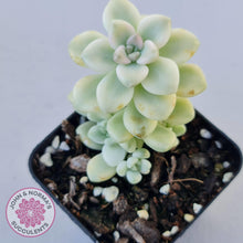 Load image into Gallery viewer, Graptopetalum Mendozae Variegata - John &amp; Norma&#39;s Succulents
