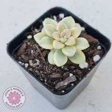 Load image into Gallery viewer, Graptopetalum Mendozae Variegata - John &amp; Norma&#39;s Succulents
