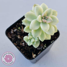 Load image into Gallery viewer, Graptopetalum Mendozae Variegata - John &amp; Norma&#39;s Succulents
