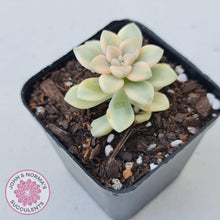 Load image into Gallery viewer, Graptopetalum Mendozae Variegata - John &amp; Norma&#39;s Succulents
